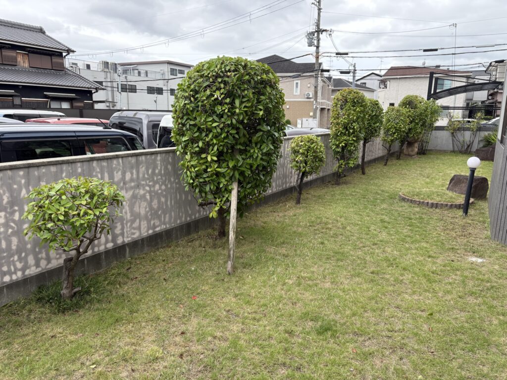 伊丹市で植木屋によるレッドロビンの剪定と芝刈り作業後の綺麗になった様子