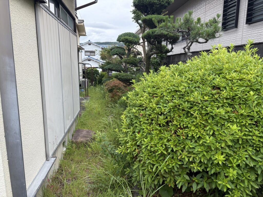 高槻市で植木屋によるツツジの刈り込み剪定作業前の様子