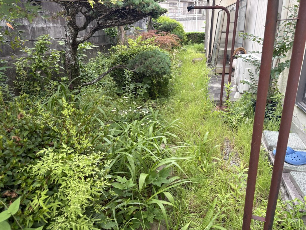 高槻市で植木屋によるツツジの刈り込み剪定作業前の様子