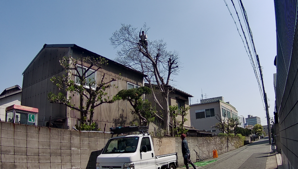 尼崎市で植木屋による庭木の剪定作業中の様子