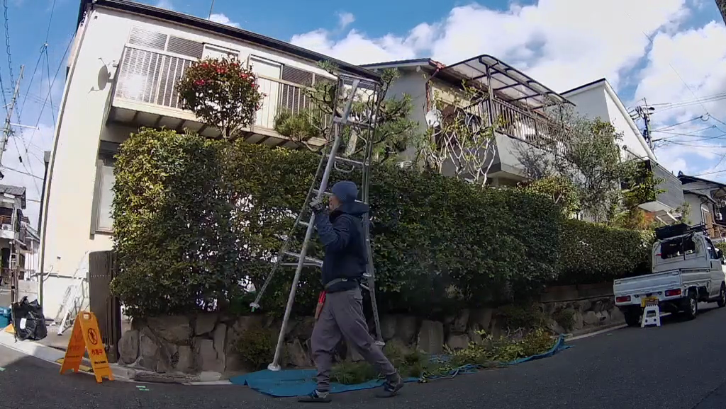 高槻市で植木屋による庭木の剪定作業中の様子