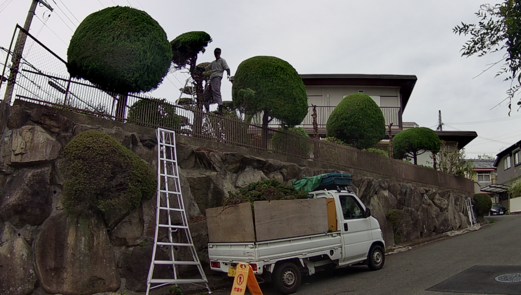 高槻市で植木屋による庭木の剪定作業中の様子