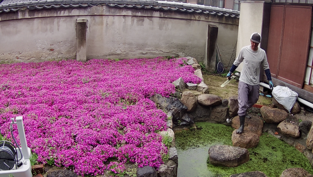 尼崎市の善通寺で植木屋による庭木の剪定作業中の様子