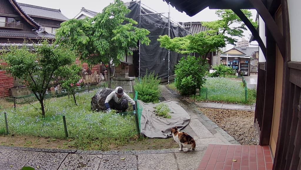 尼崎市の善通寺で植木屋による草引き作業中の様子
