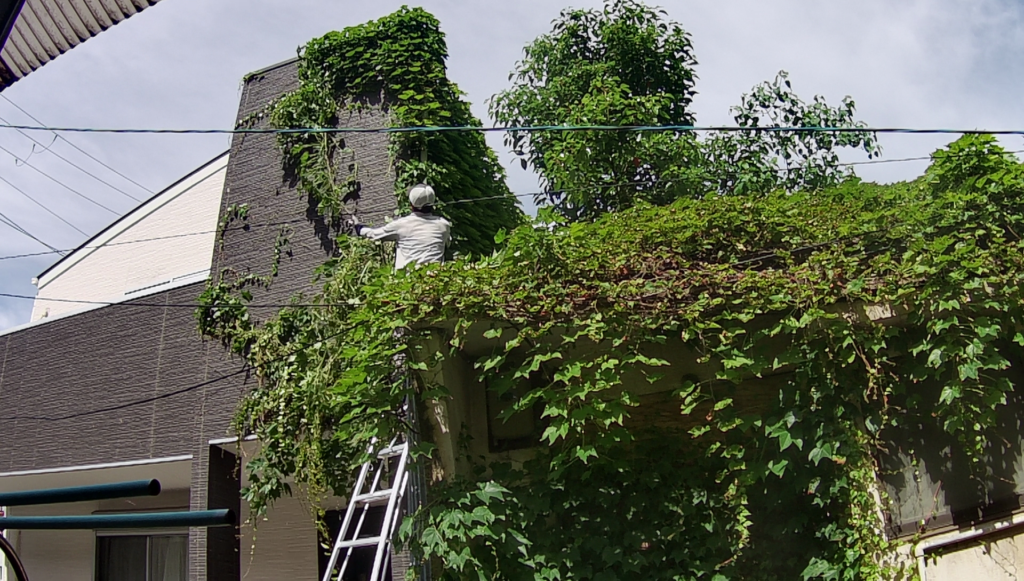 尼崎市で植木屋によるツル・ツタ除去・庭木の剪定作業中の様子