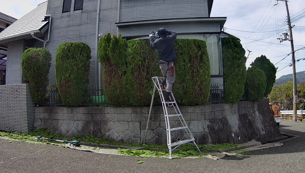 茨木市で植木屋によるコノテガシワ・庭木の剪定作業中の様子