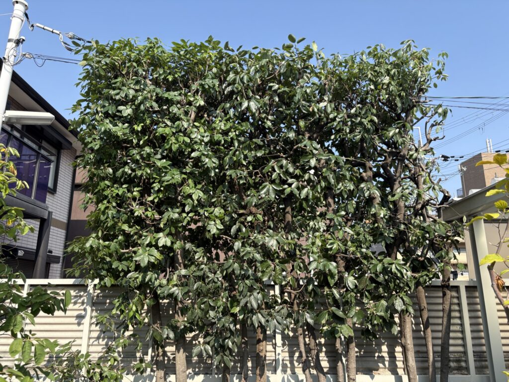 西宮市で植木屋によるカシノキ生垣の透かし剪定後の様子