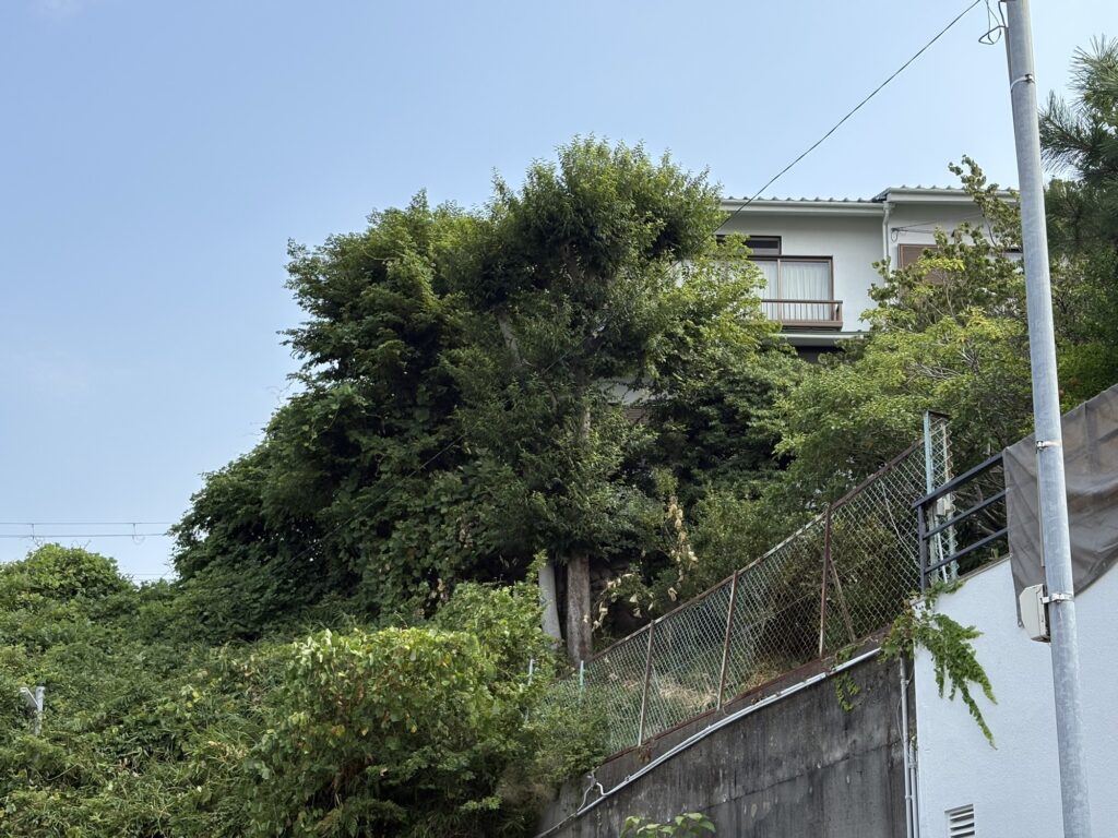 西宮市で植木屋によるえのき等剪定作業前の様子